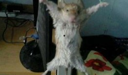 最新老鼠爆料新闻视频,揭秘视频背后的惊人真相